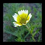 layia platyglossa - tidy tips layia platyglossa